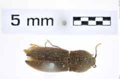 Foto (Dorsalansicht) von Agrypnus similis (Fleutiaux, 1934) (NHMW-ZOO-COL-0008132)